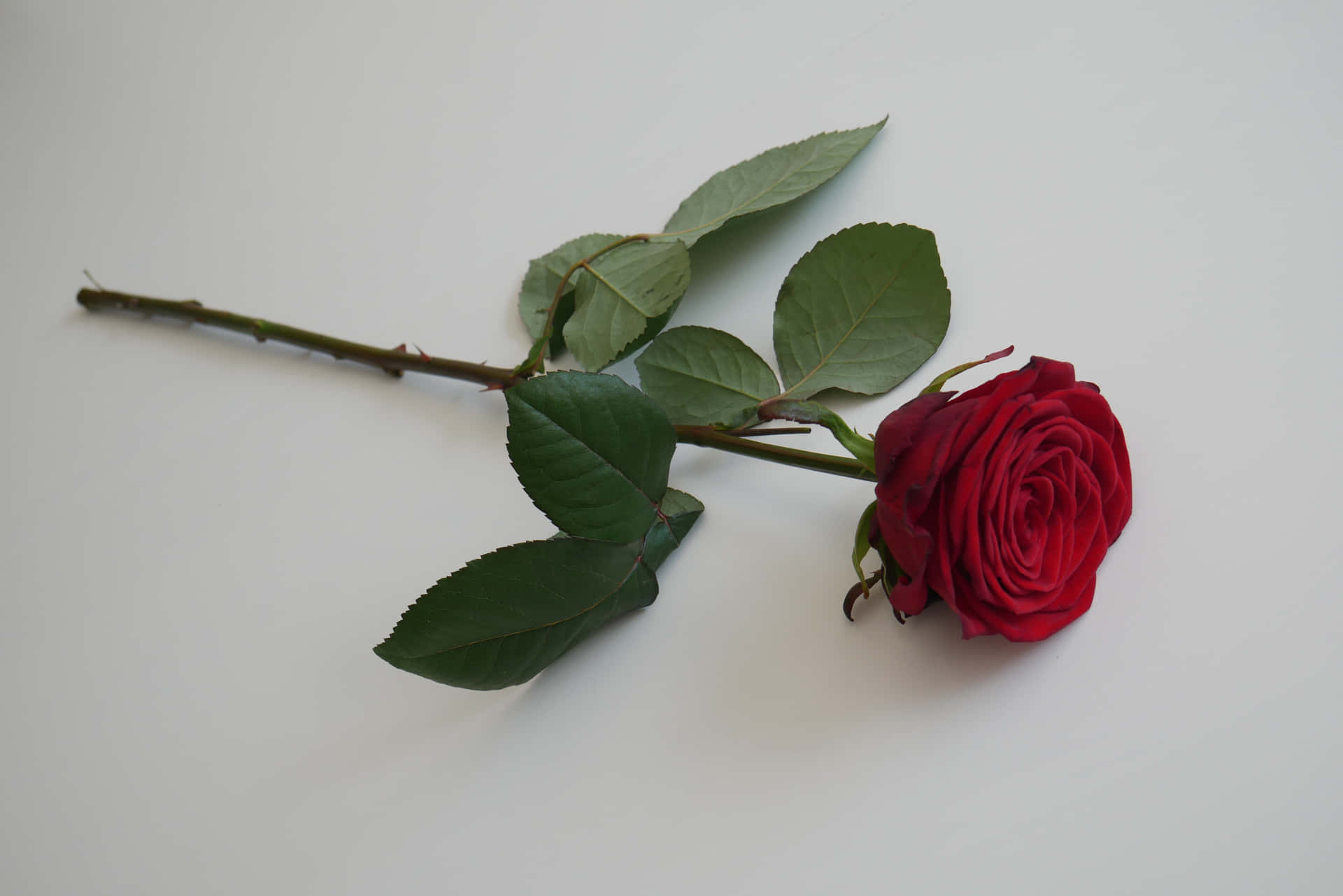 A Single Red Rose On A White Surface Wallpaper
