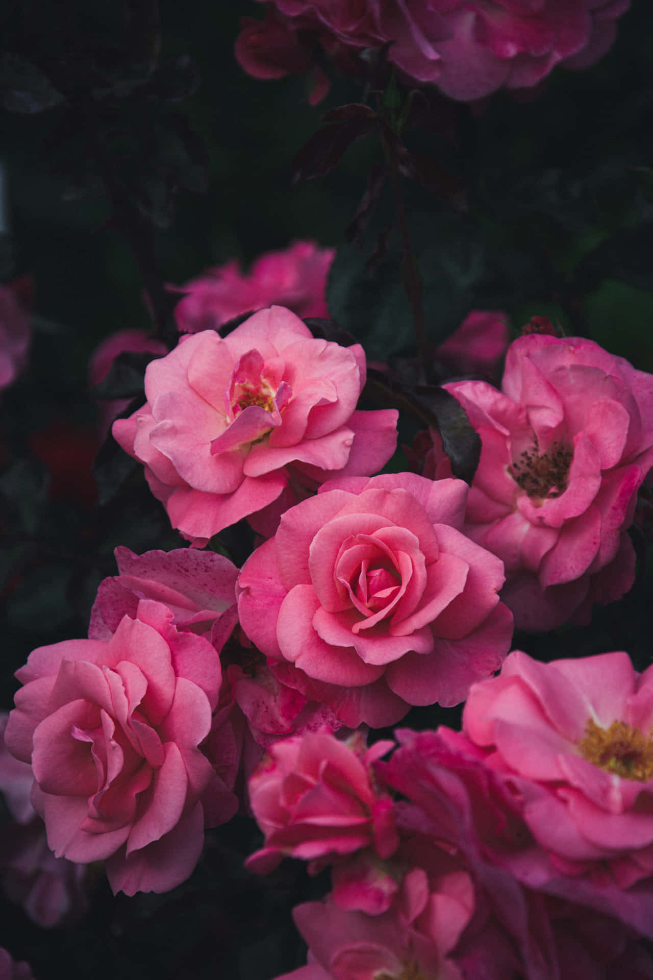Schönheitund Gelassenheit Der Rosen Wallpaper