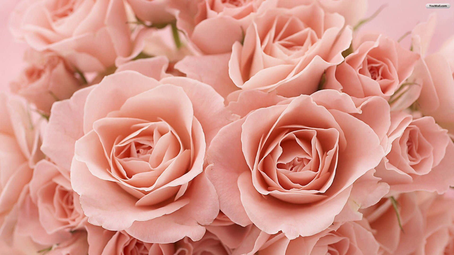 Einstrauß Lebendiger Rosen, Um Deinen Tag Aufzuhellen Wallpaper
