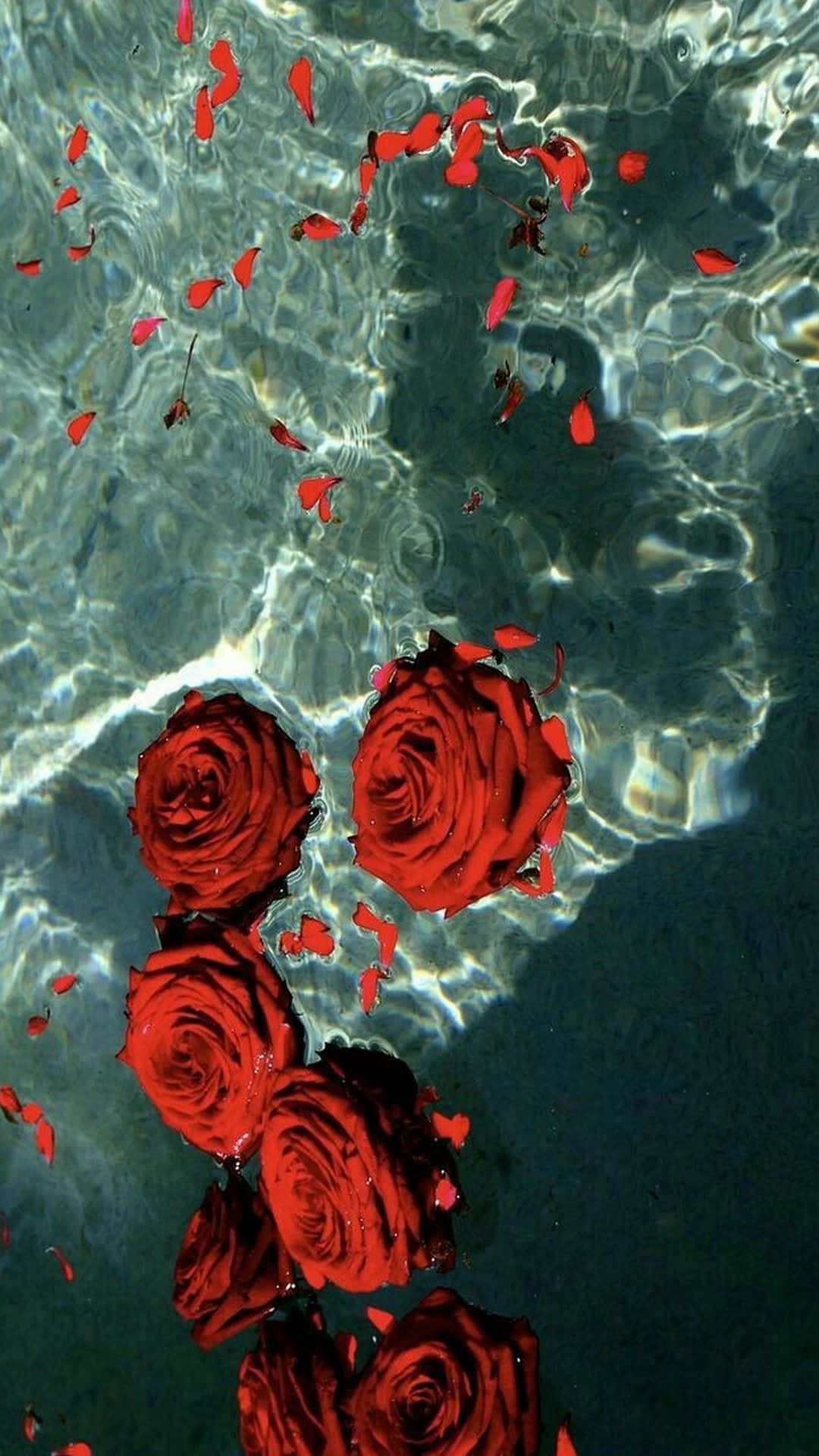 Einenahaufnahme Einer Wunderschönen Roten Rose Mit Einem Schlichten Weißen Hintergrund. Wallpaper