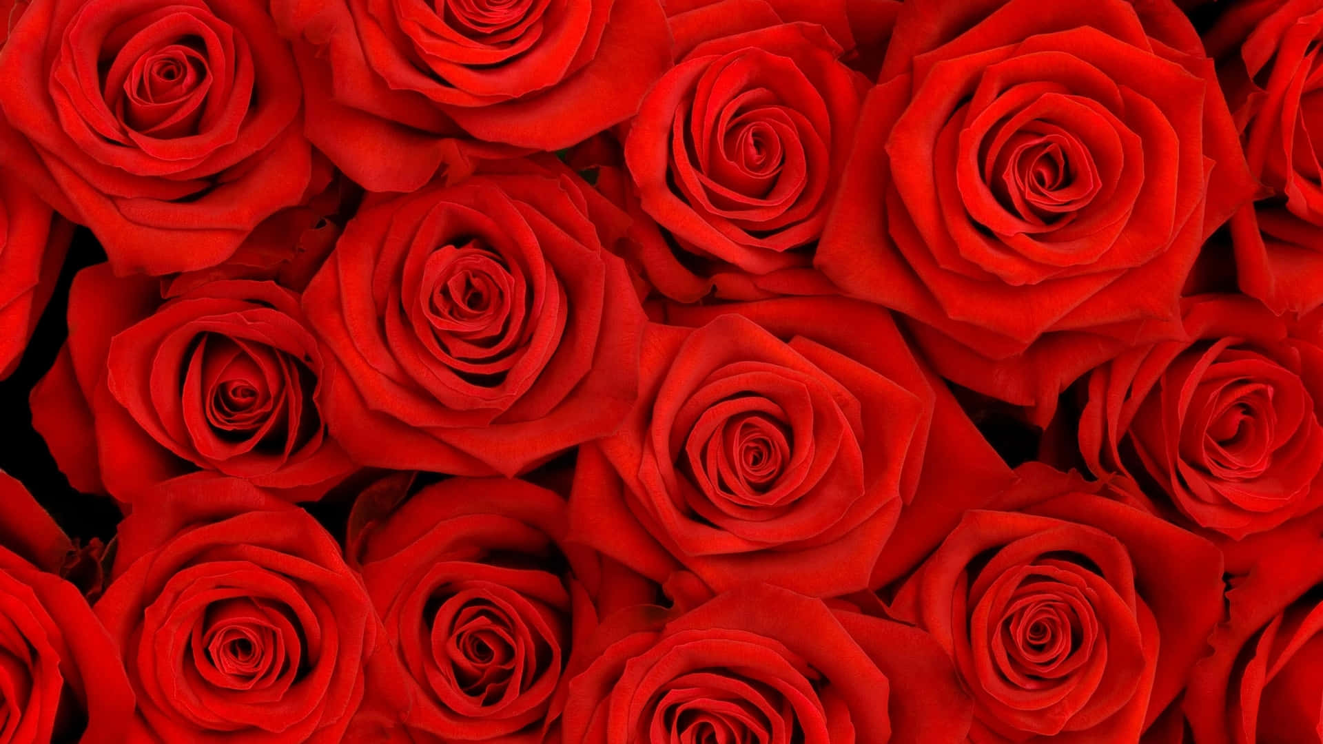 Einstrauß Lebhafter Roter Rosen. Wallpaper