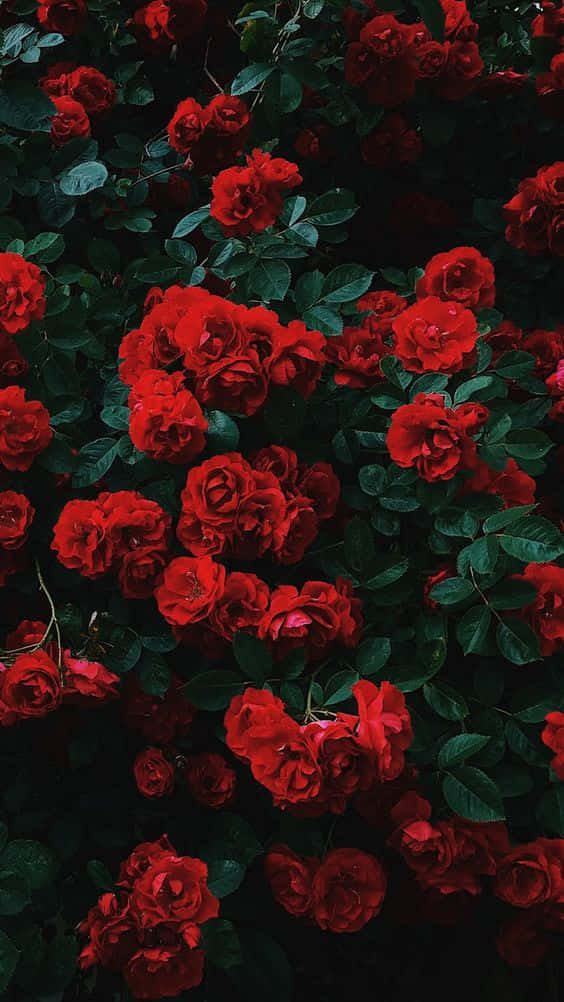 tumblr backgrounds red roses