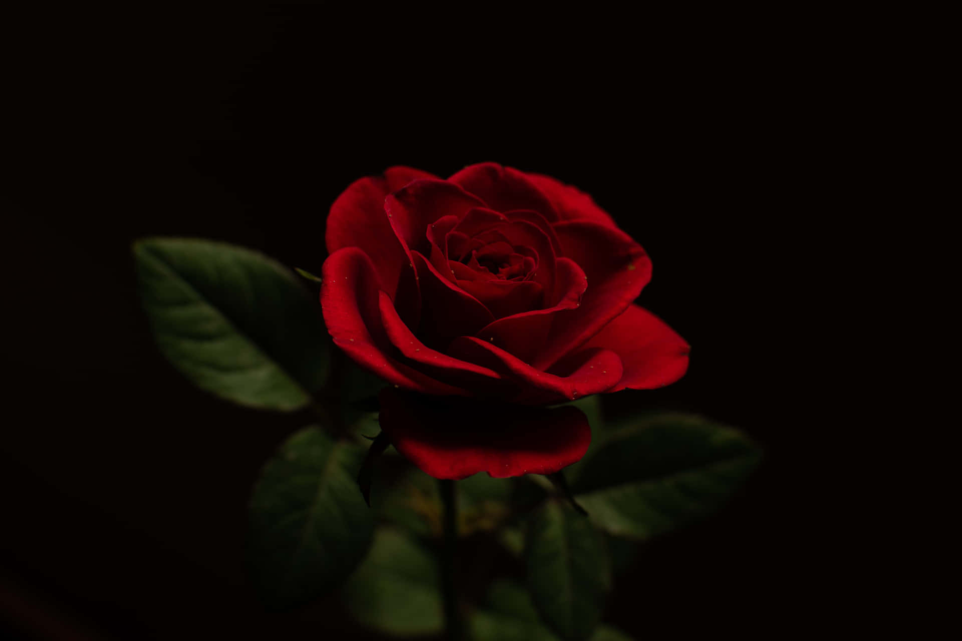 A beautiful red rose surrounded by tinged petals and buds, shining in the early morning sunlight. Wallpaper