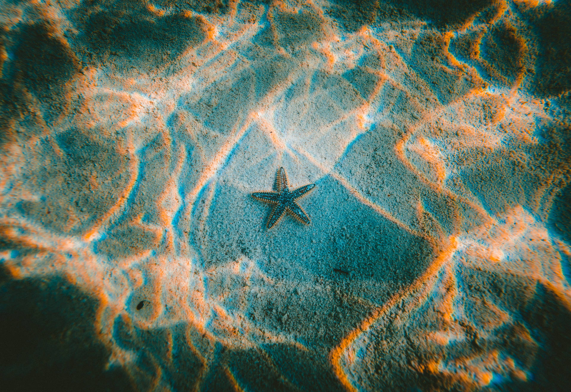 Tumblr Starfish In Water Wallpaper