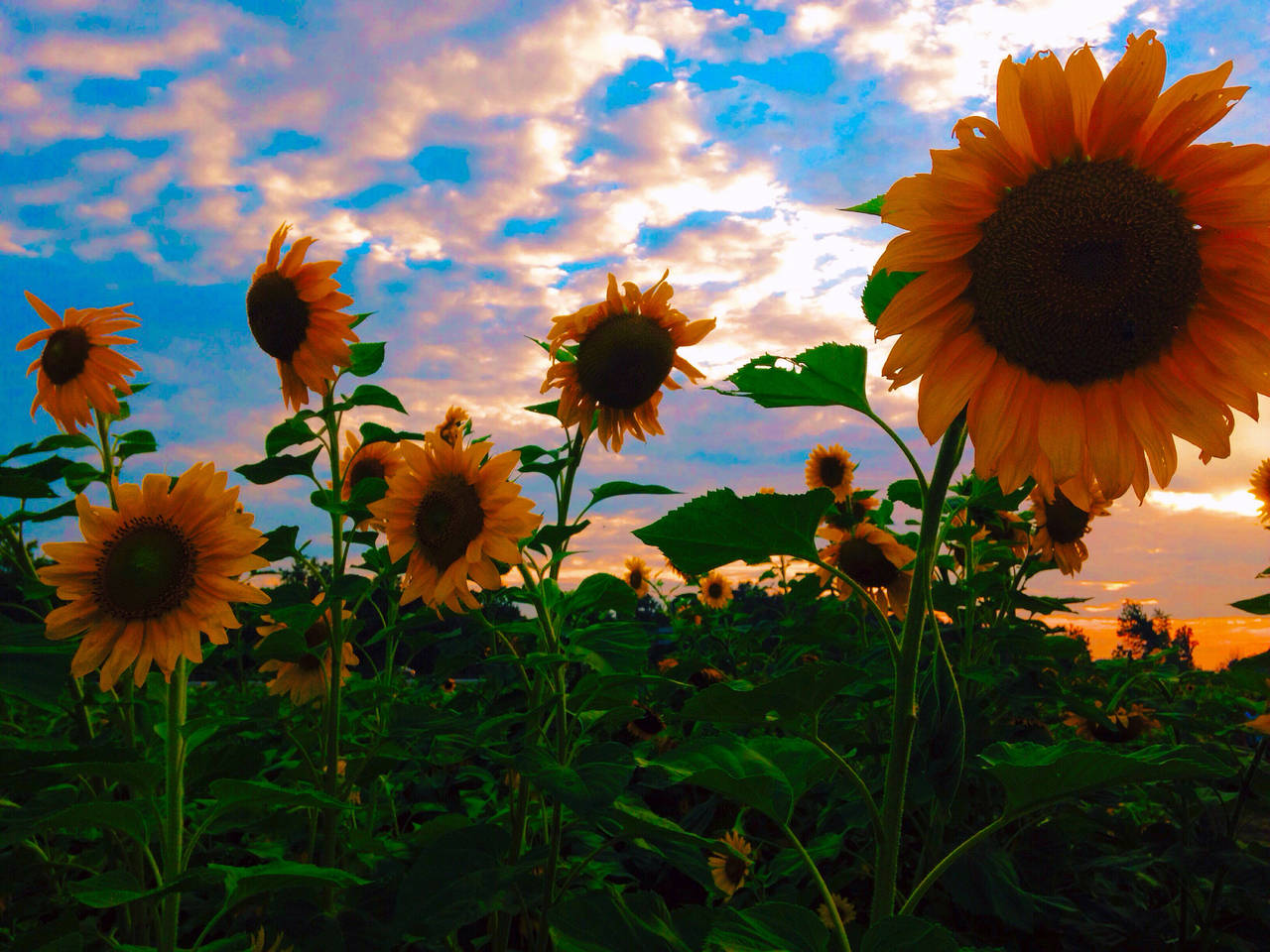 a field of sunflowers Wallpaper
