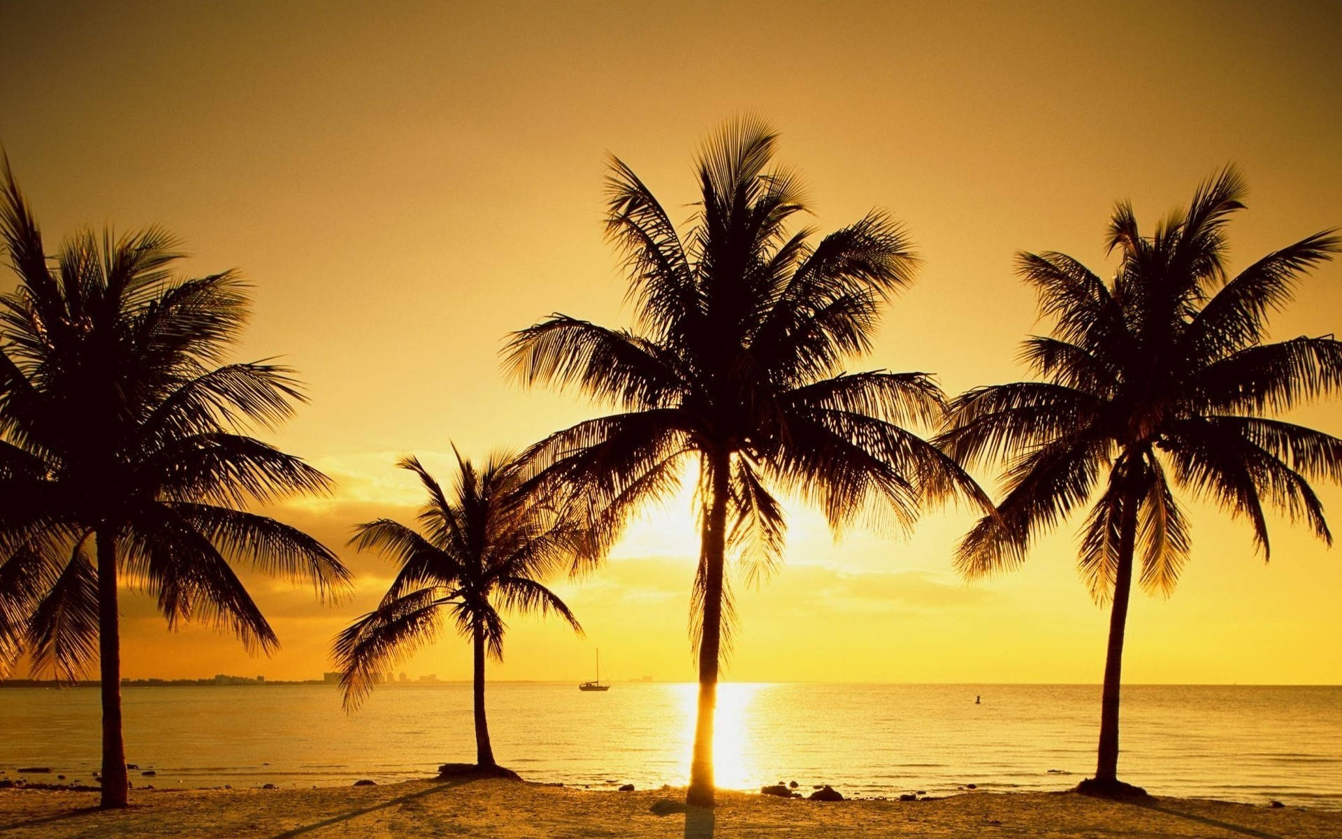 palm trees on the beach at sunset Wallpaper