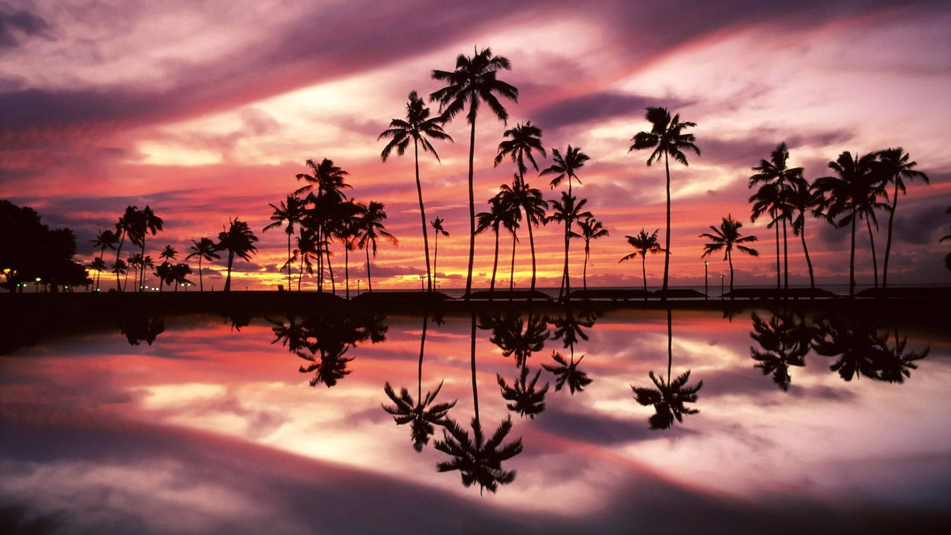 Palme træer spejlet i en dam ved solnedgang Wallpaper
