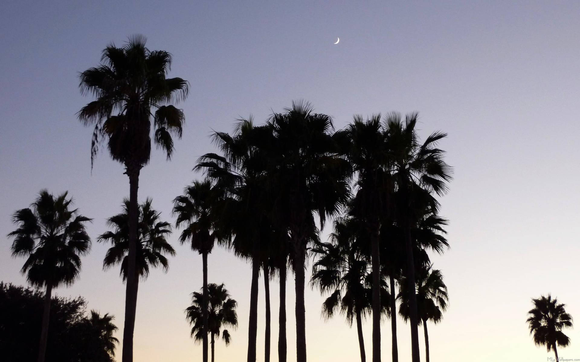 Palme træer ved solnedgang i Hollywood Wallpaper