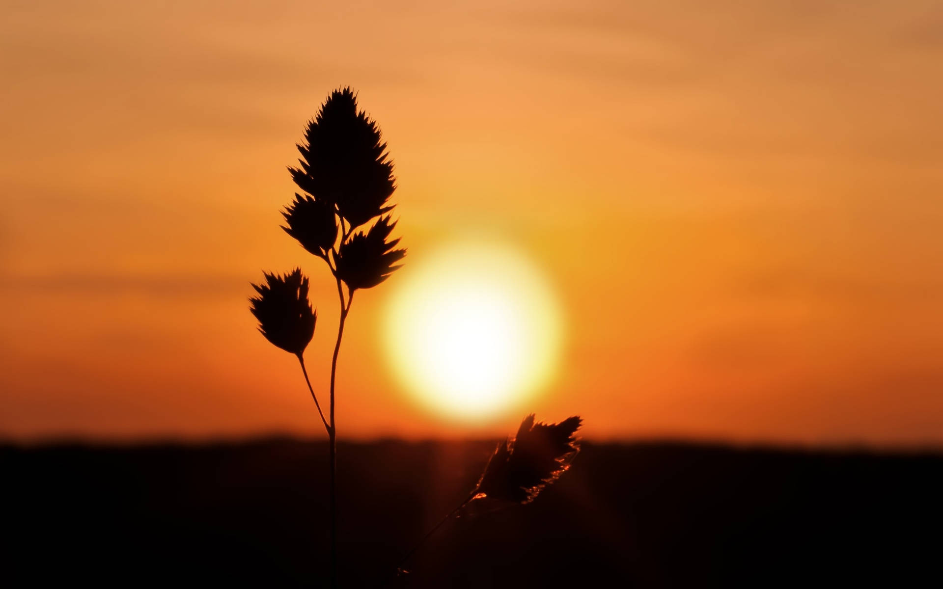 silhouette of a grass plant against the sunset Wallpaper