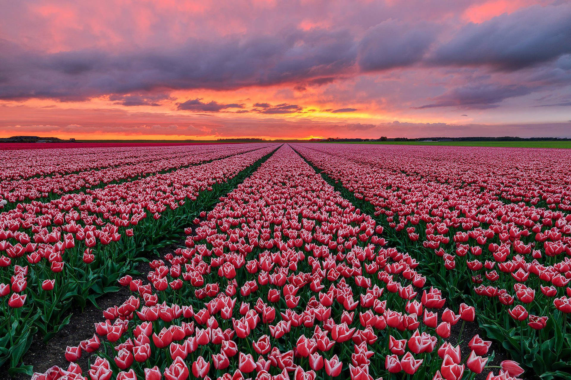 tulips in the field at sunset Wallpaper