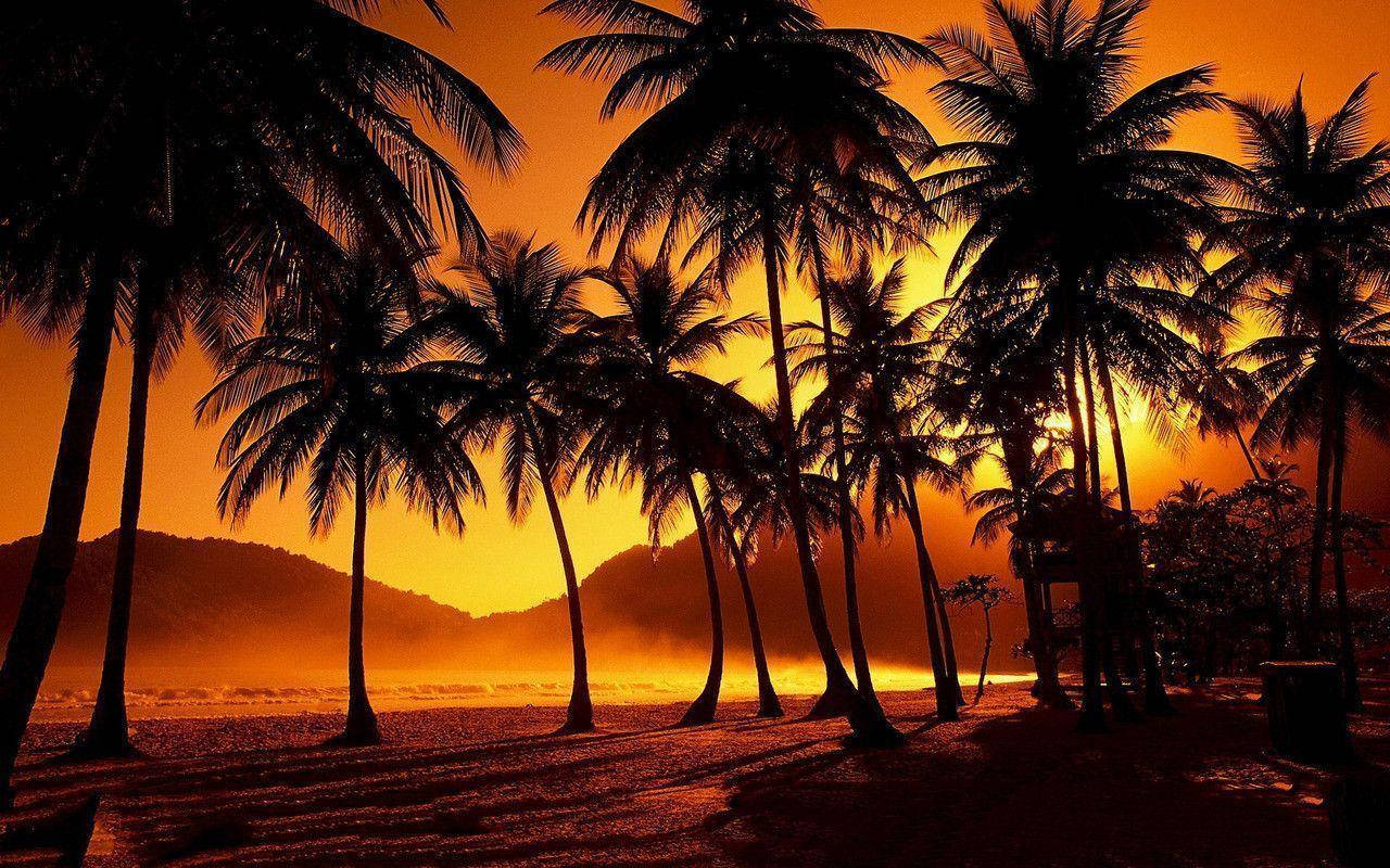 a beach with palm trees and sunset Wallpaper