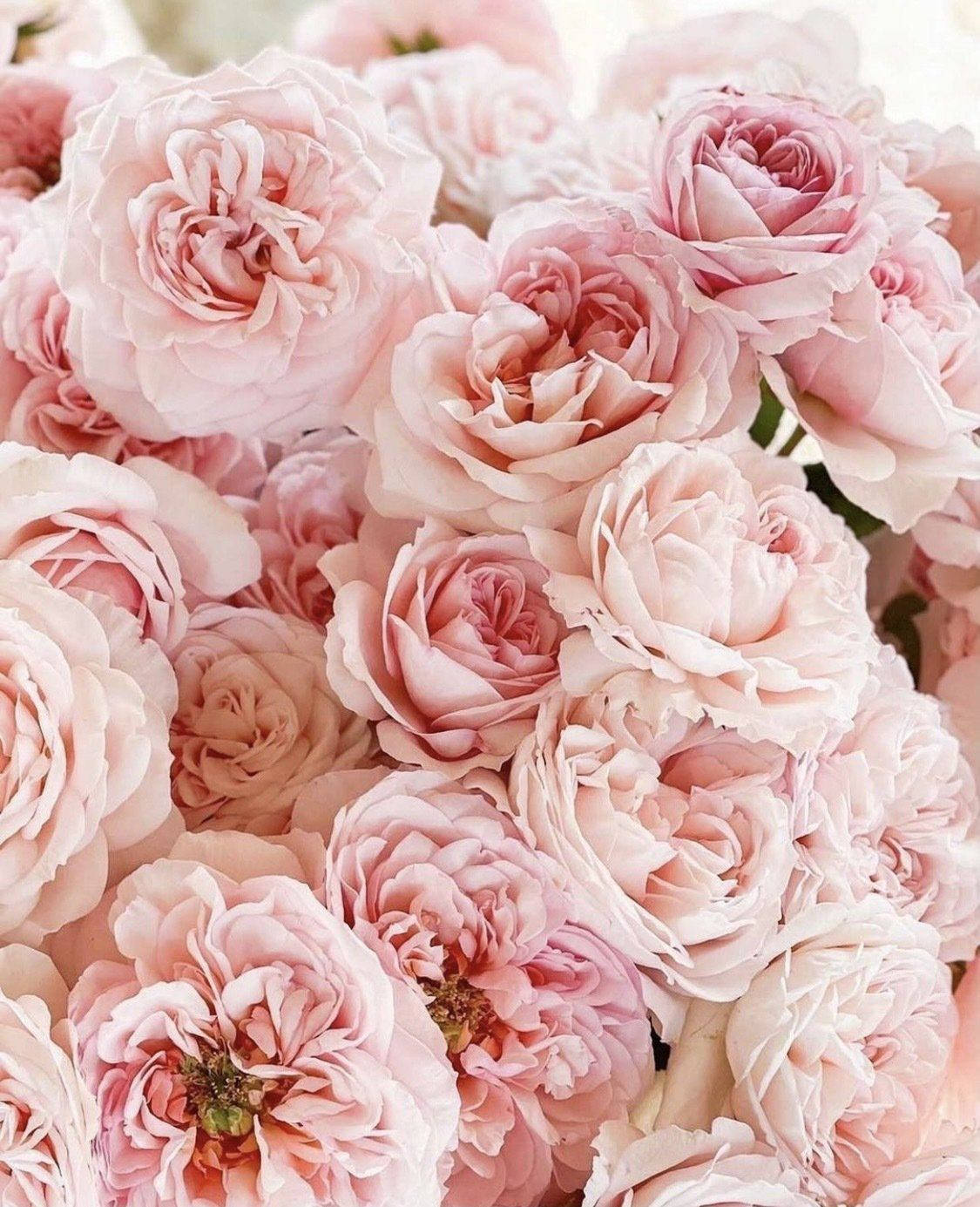 Tumblr Valentines Day Bouquet Of Pink Roses Wallpaper