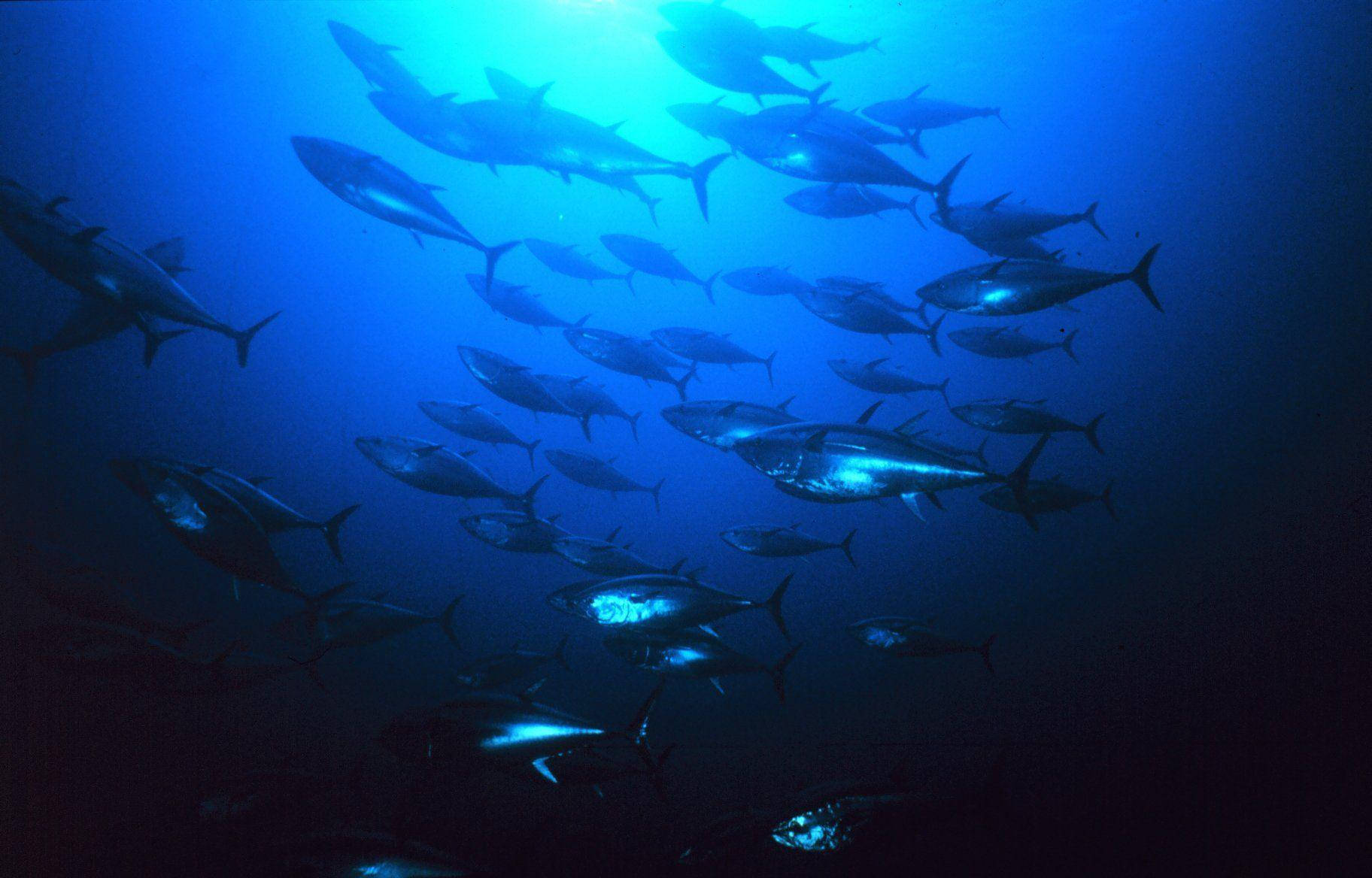 Tuna Blue Glow Underwater Wallpaper