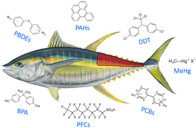 Tuna Contaminants Illustration PNG