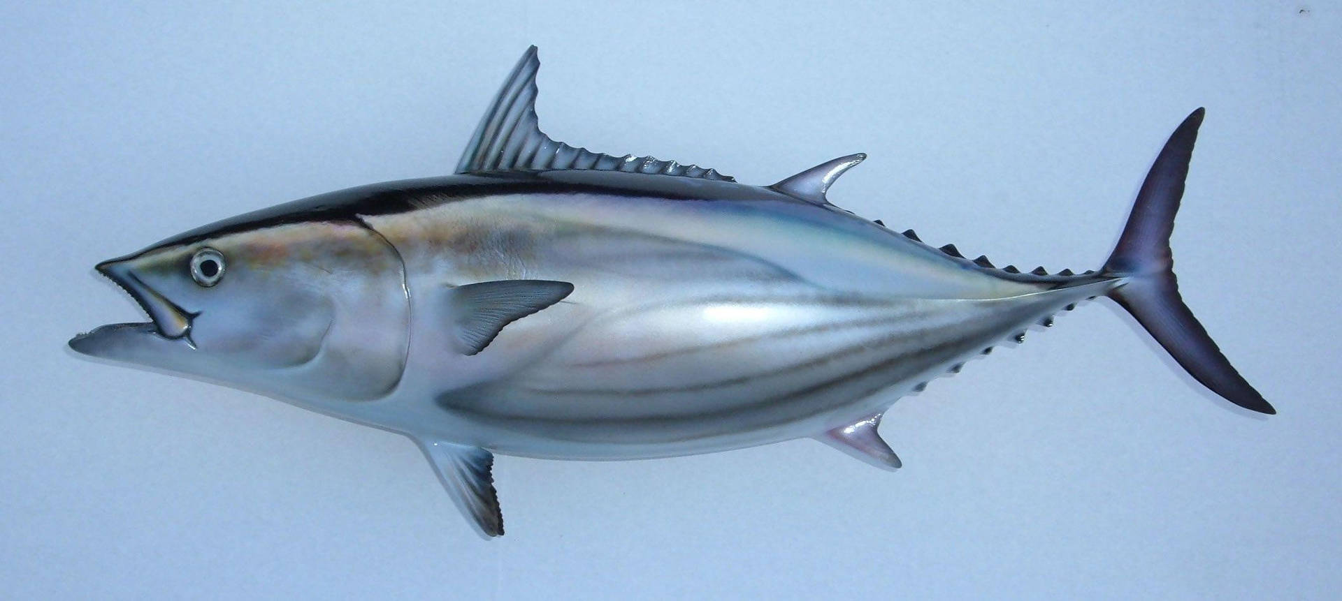 Tuna Fish Digital Drawing Wallpaper