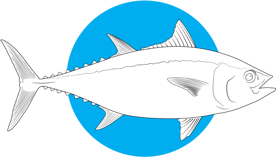 Tuna Fish Illustration PNG
