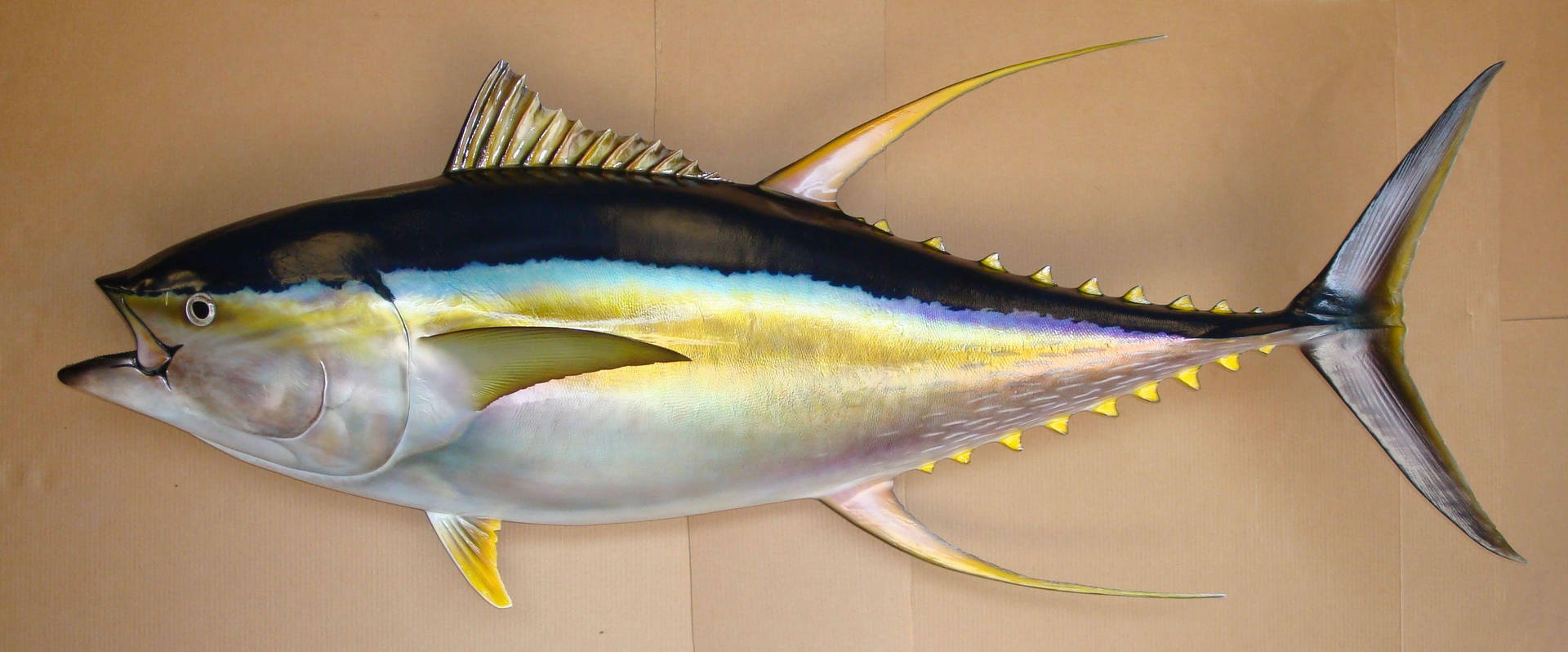 Tuna Fish On Brown Background Wallpaper