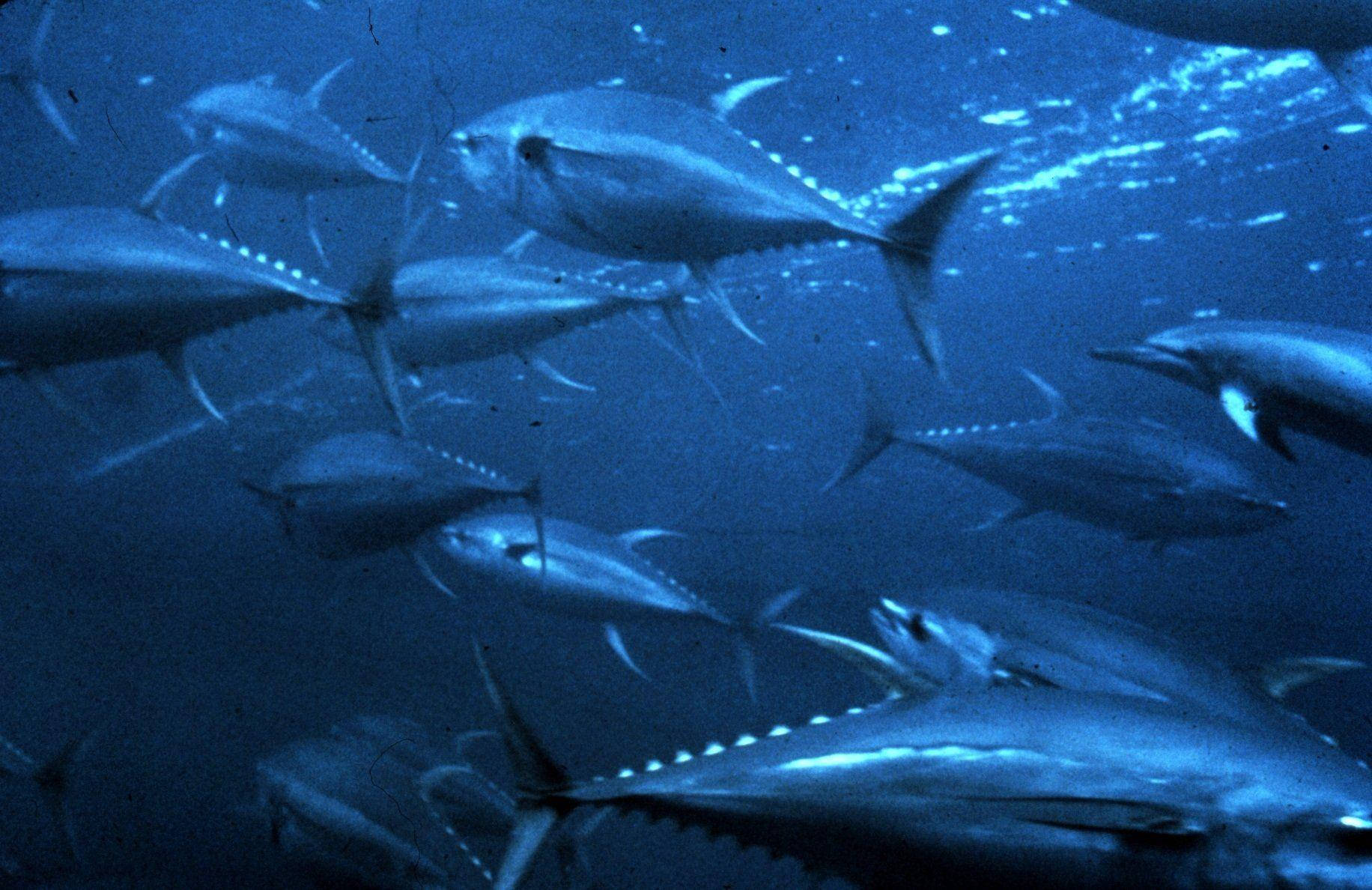 Pecesde Atún En El Océano Azul. Fondo de pantalla