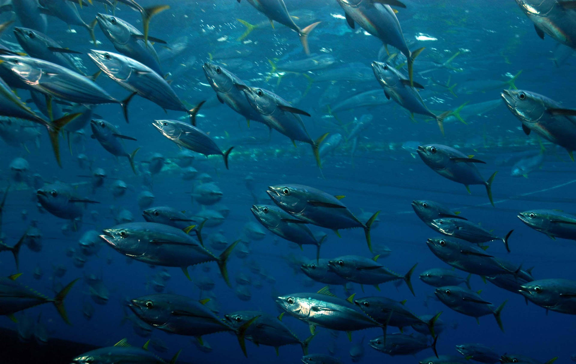 Tuna School Of Fish Wallpaper