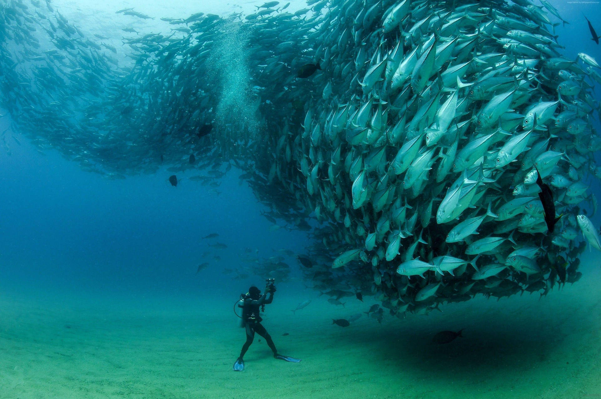 Tuna Underwater Photographer Wallpaper