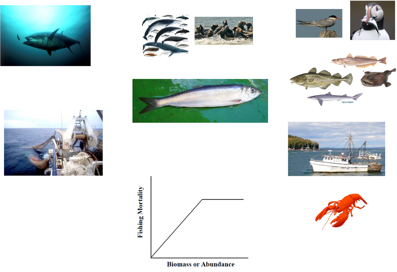 Tunaand Marine Life Collage PNG