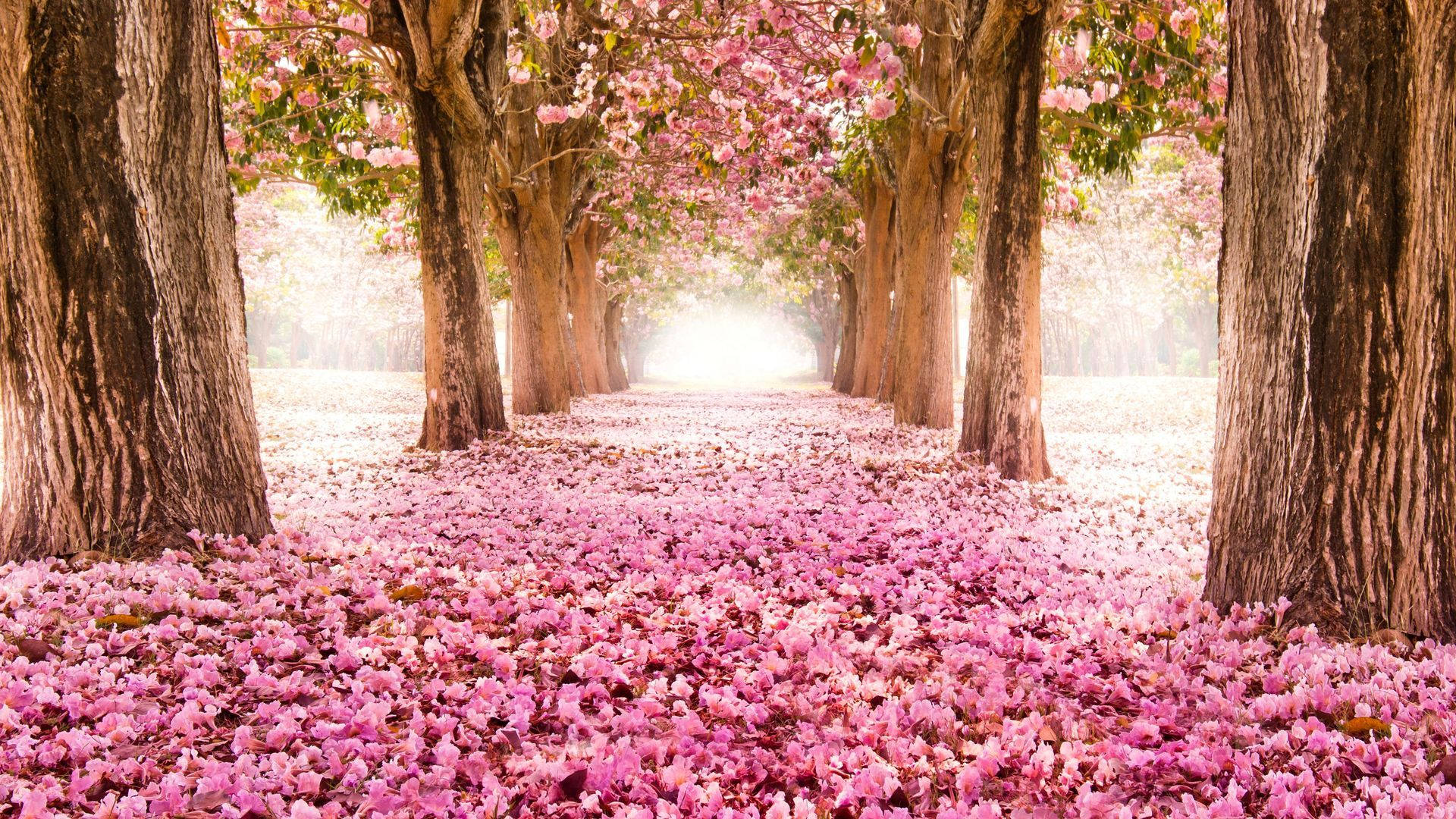 Tunnel Of Pink Cherry Blossom Flowers Wallpaper