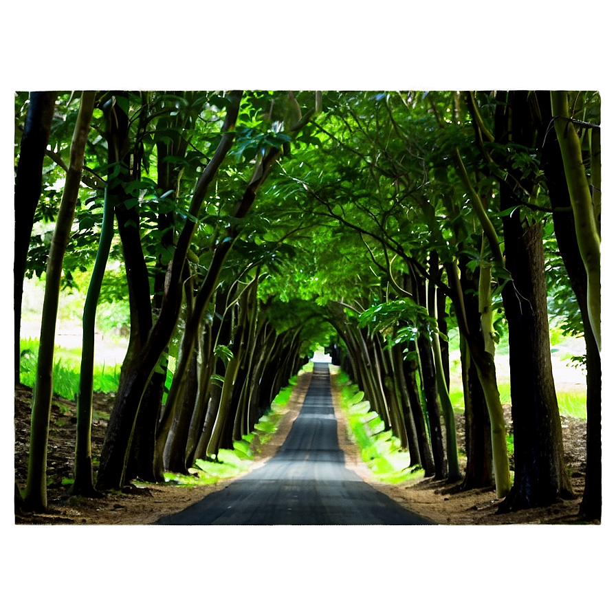 Tunnel Of Trees Png Bua47 PNG