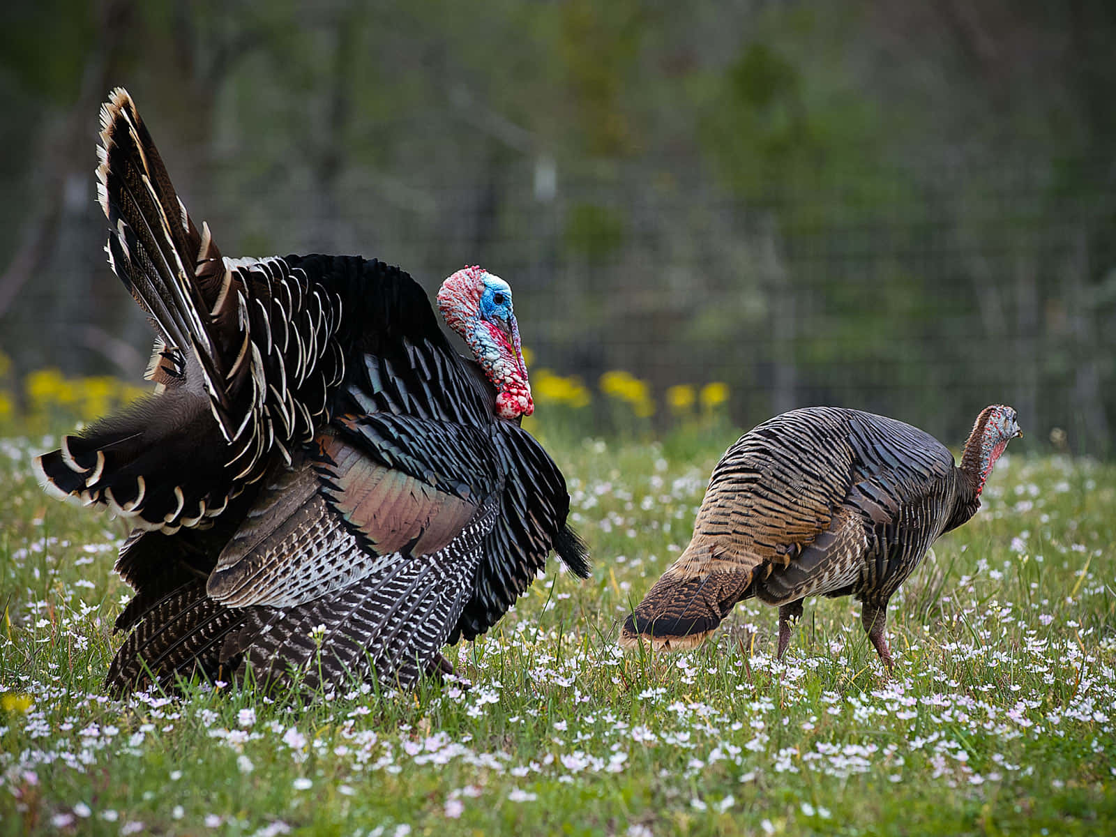 Turkey Background