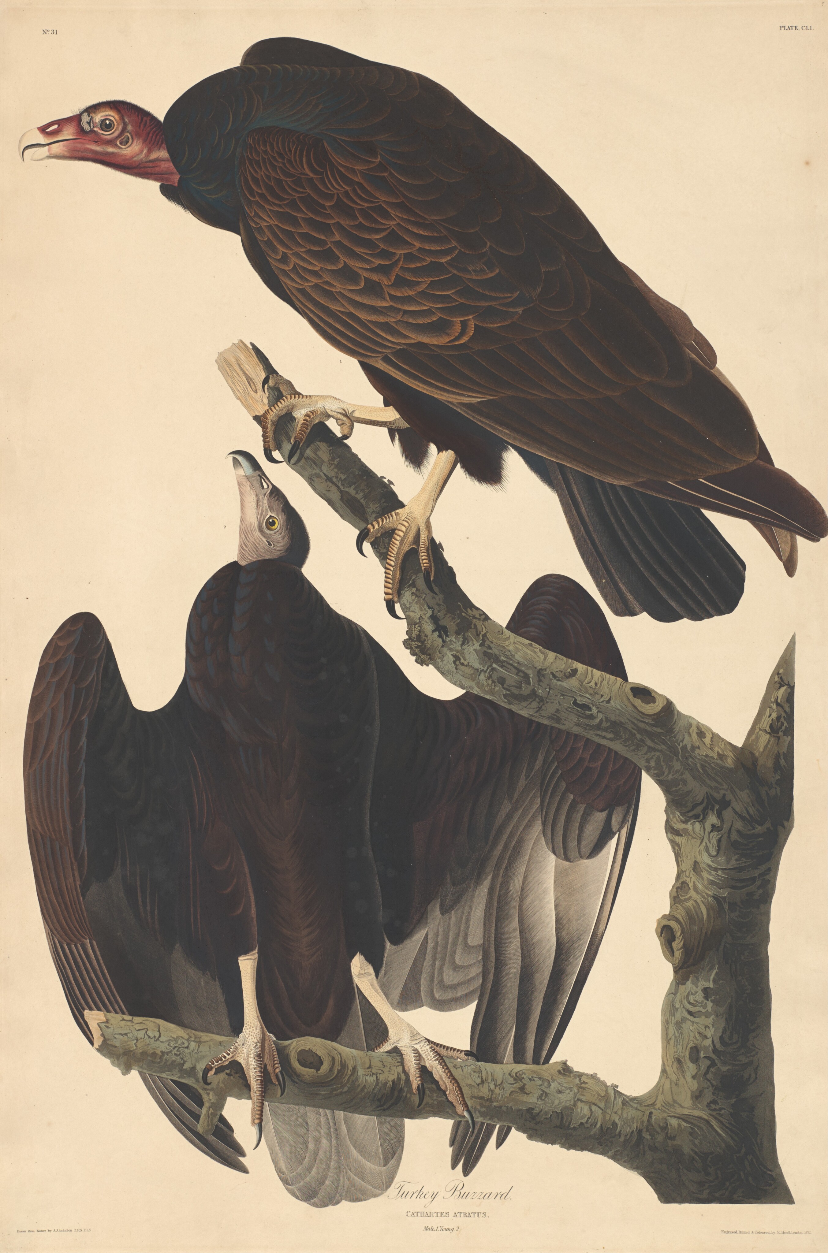 Turkey Buzzard Wallpaper