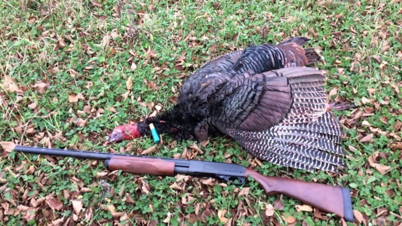 A Turkey Laying On The Ground With A Gun Wallpaper