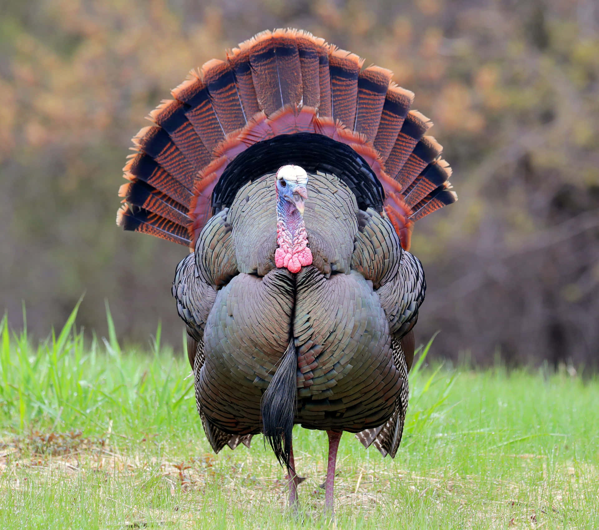 Enjoy a peaceful moment while turkey hunting Wallpaper