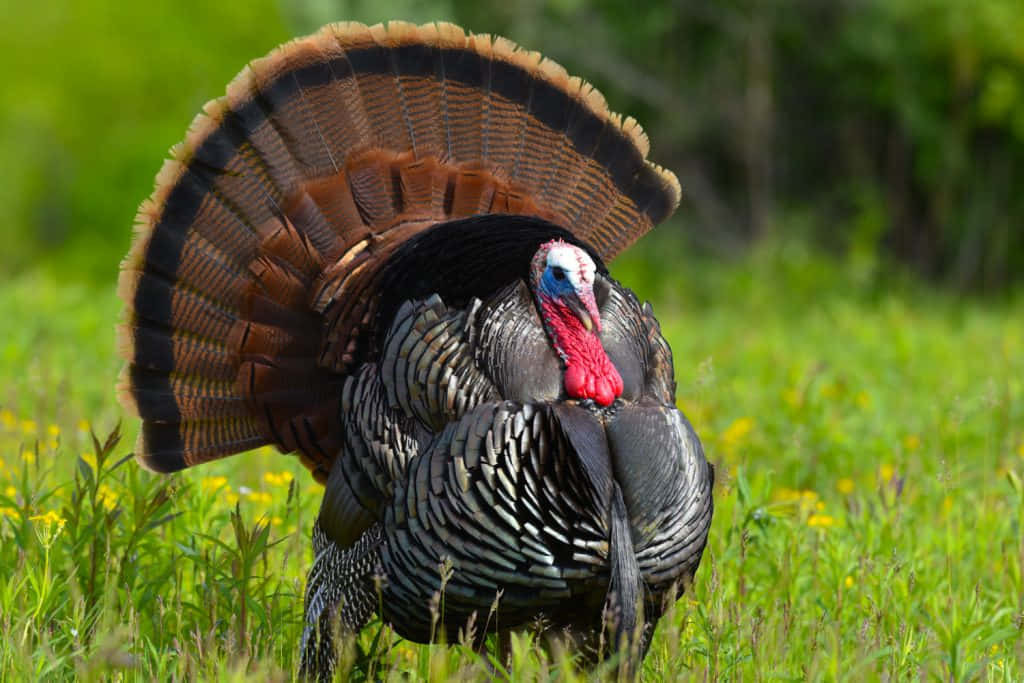Taking aim at the perfect turkey catch. Wallpaper