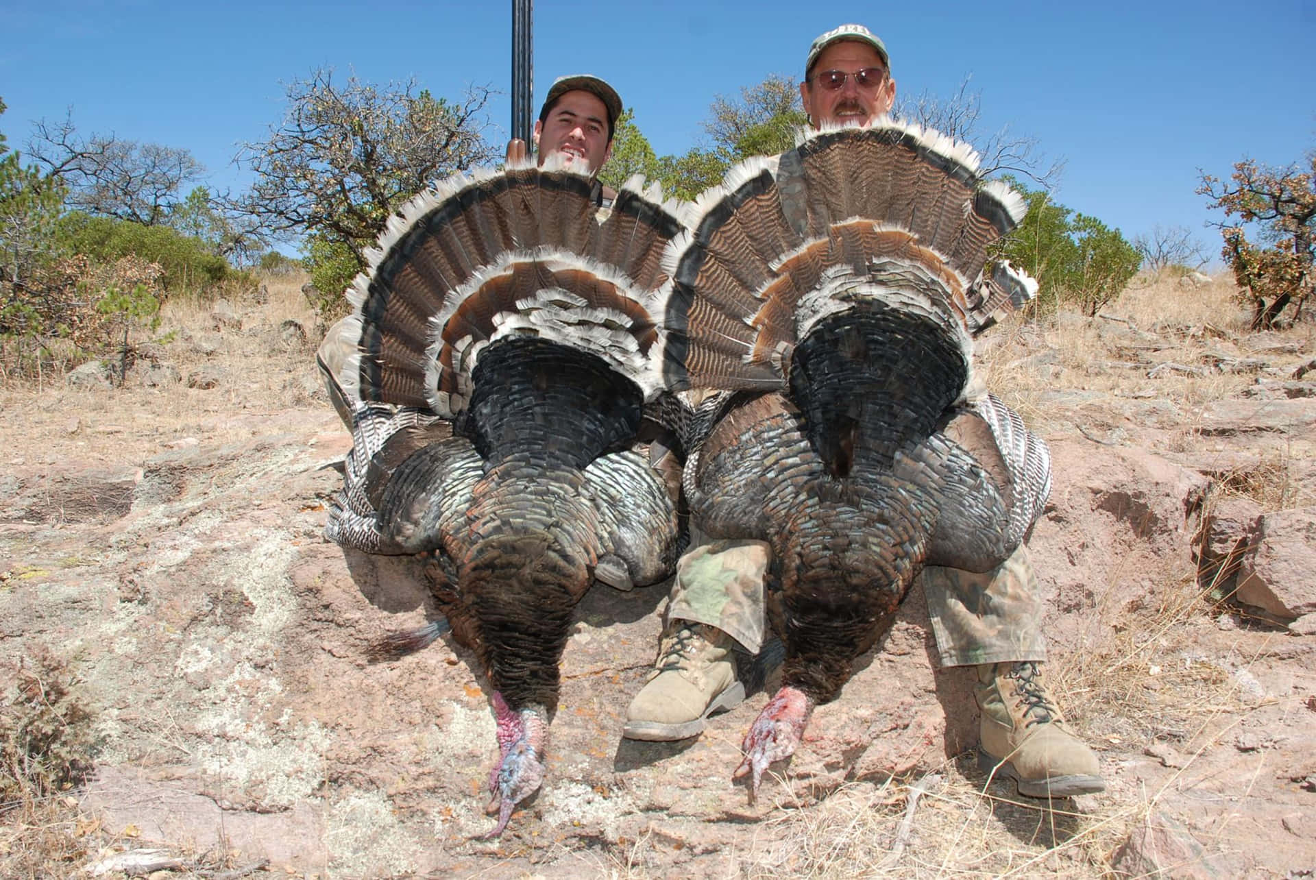 Experience the Thrill of Hunting Wild Turkeys Wallpaper