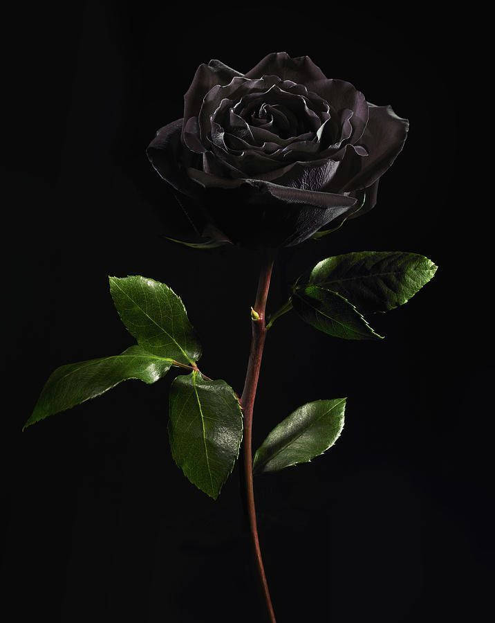 Turkey Native Black Rose iPhone Wallpaper