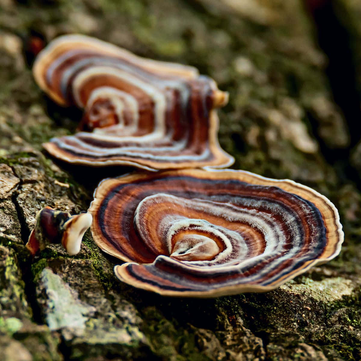 Turkey Tail Fungus With Colorful Cap Background