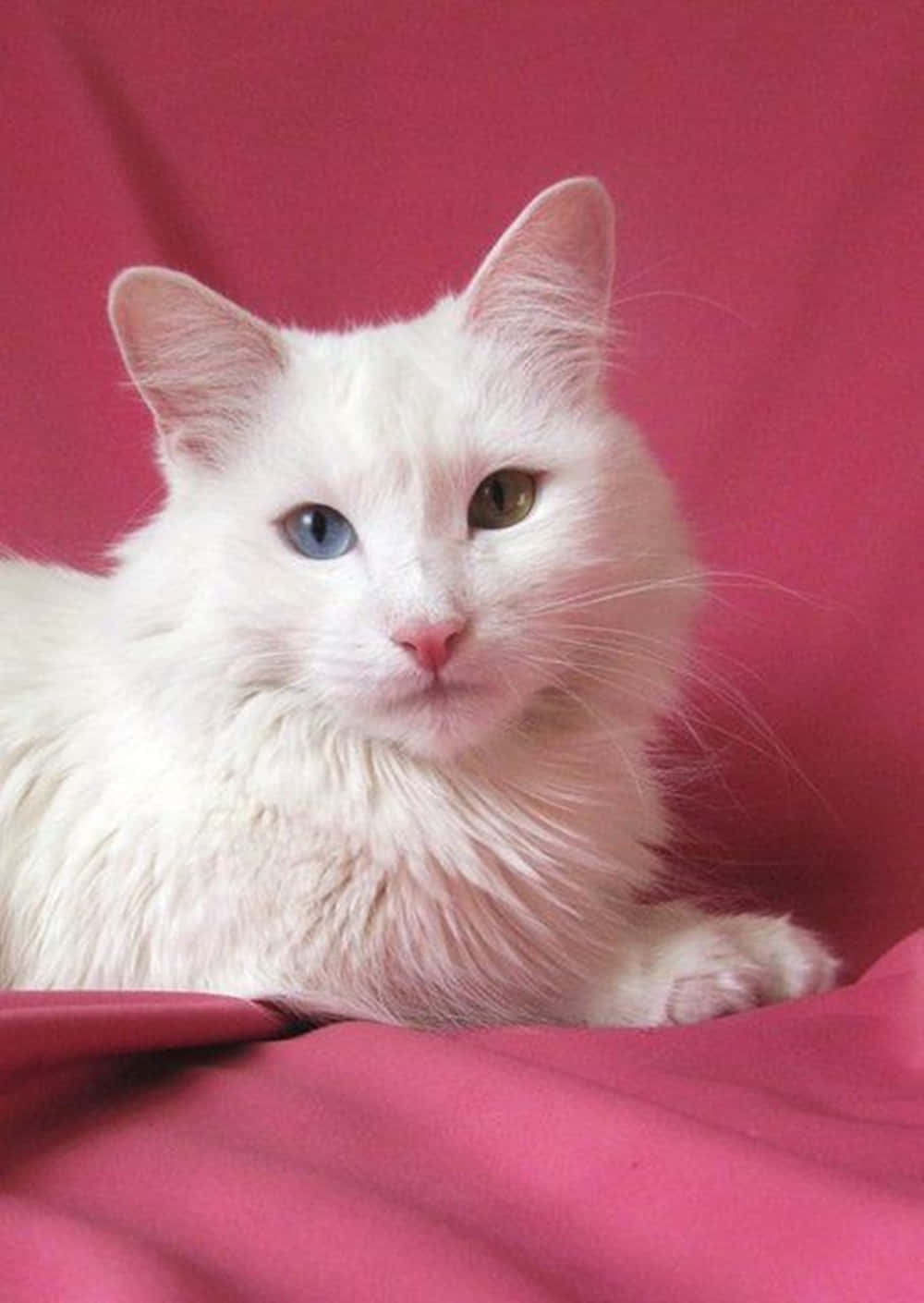 Majestic White Turkish Angora Cat Perched on a Table Wallpaper
