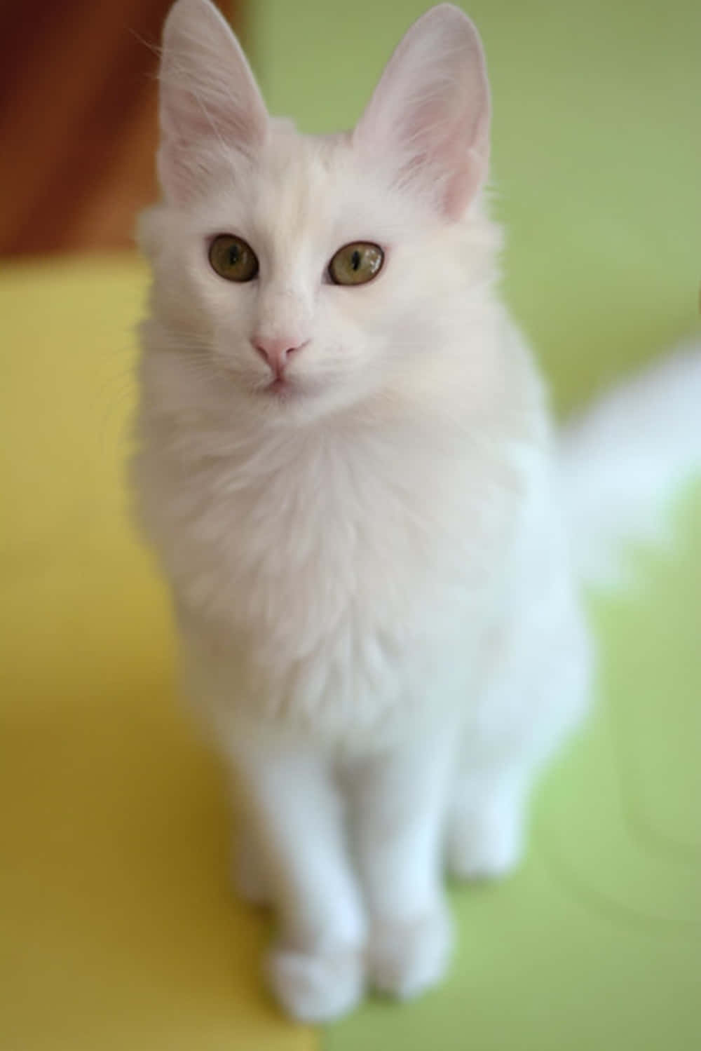 Majestic White Turkish Angora Cat Wallpaper