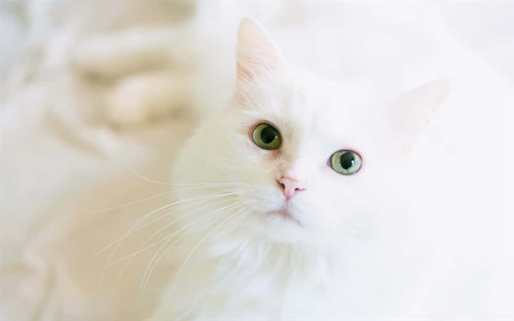 A Beautiful White Turkish Angora Cat Relaxing Wallpaper