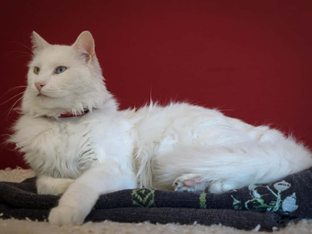 Beautiful White Turkish Angora Cat Relaxing Wallpaper