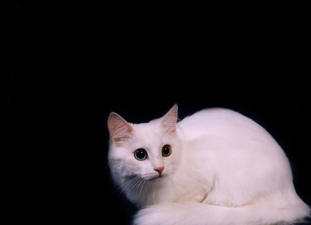 Elegant Turkish Angora Cat Relaxing Wallpaper