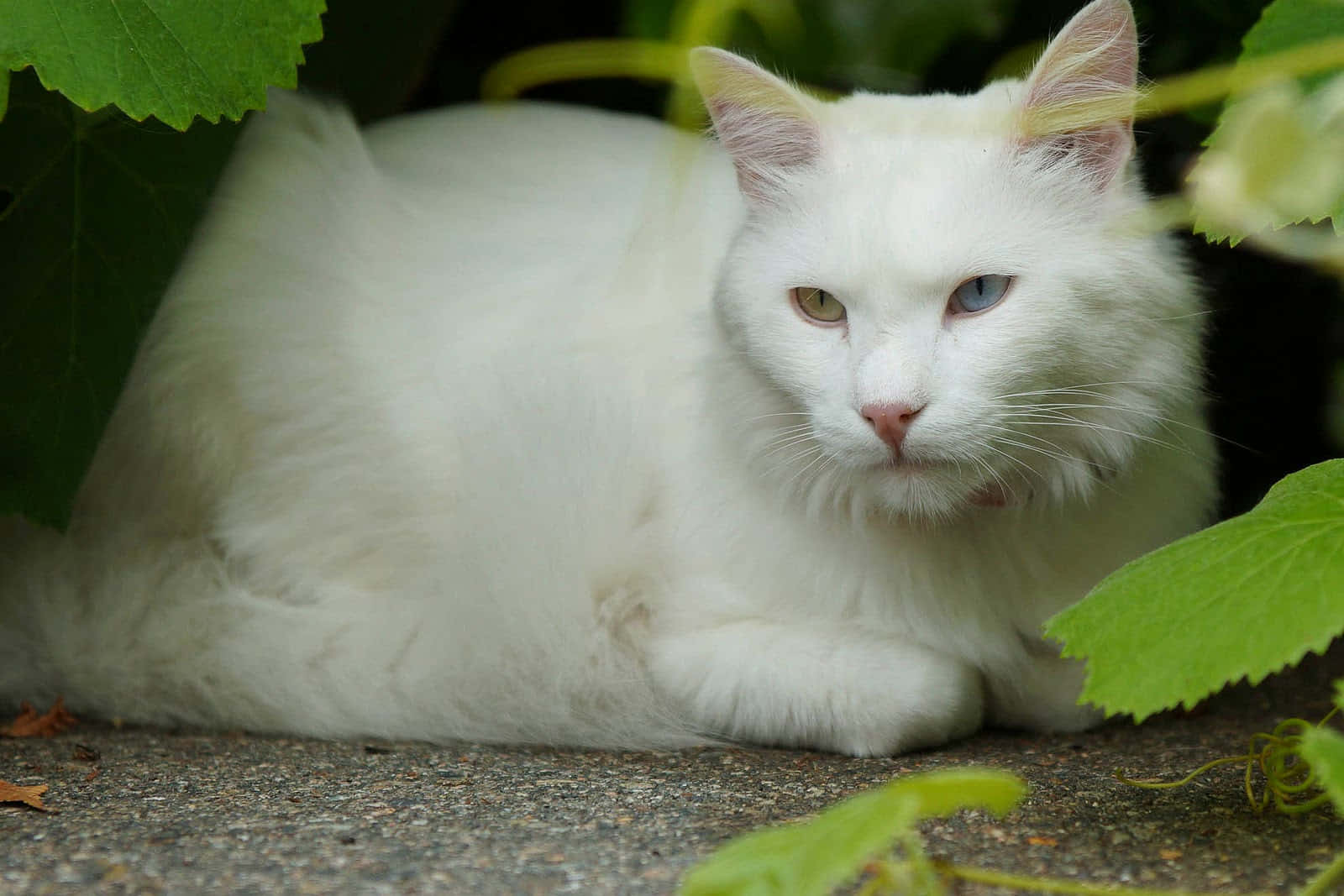 Beautiful White Turkish Angora Cat with Striking Blue Eyes Wallpaper