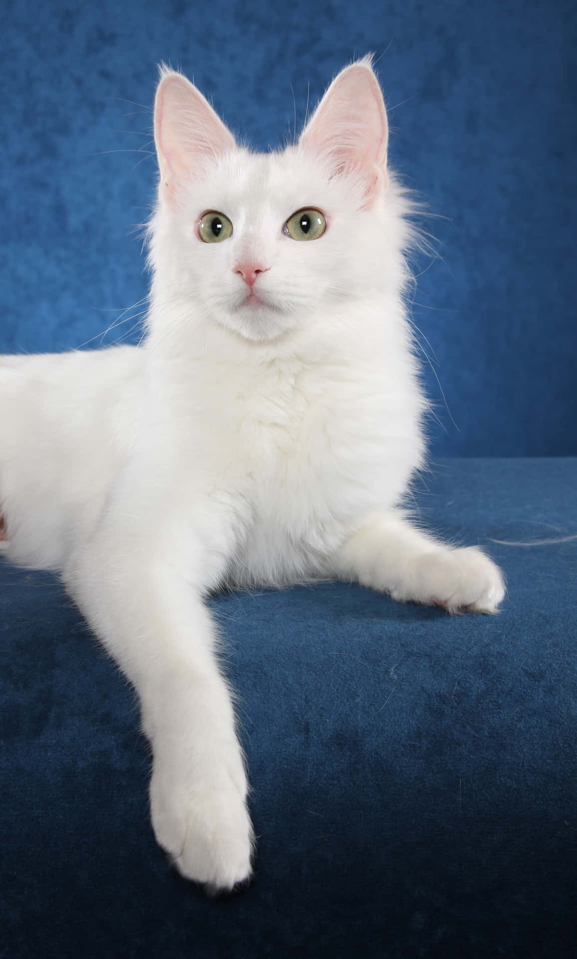Elegant Turkish Angora Cat Sitting Majestically Wallpaper