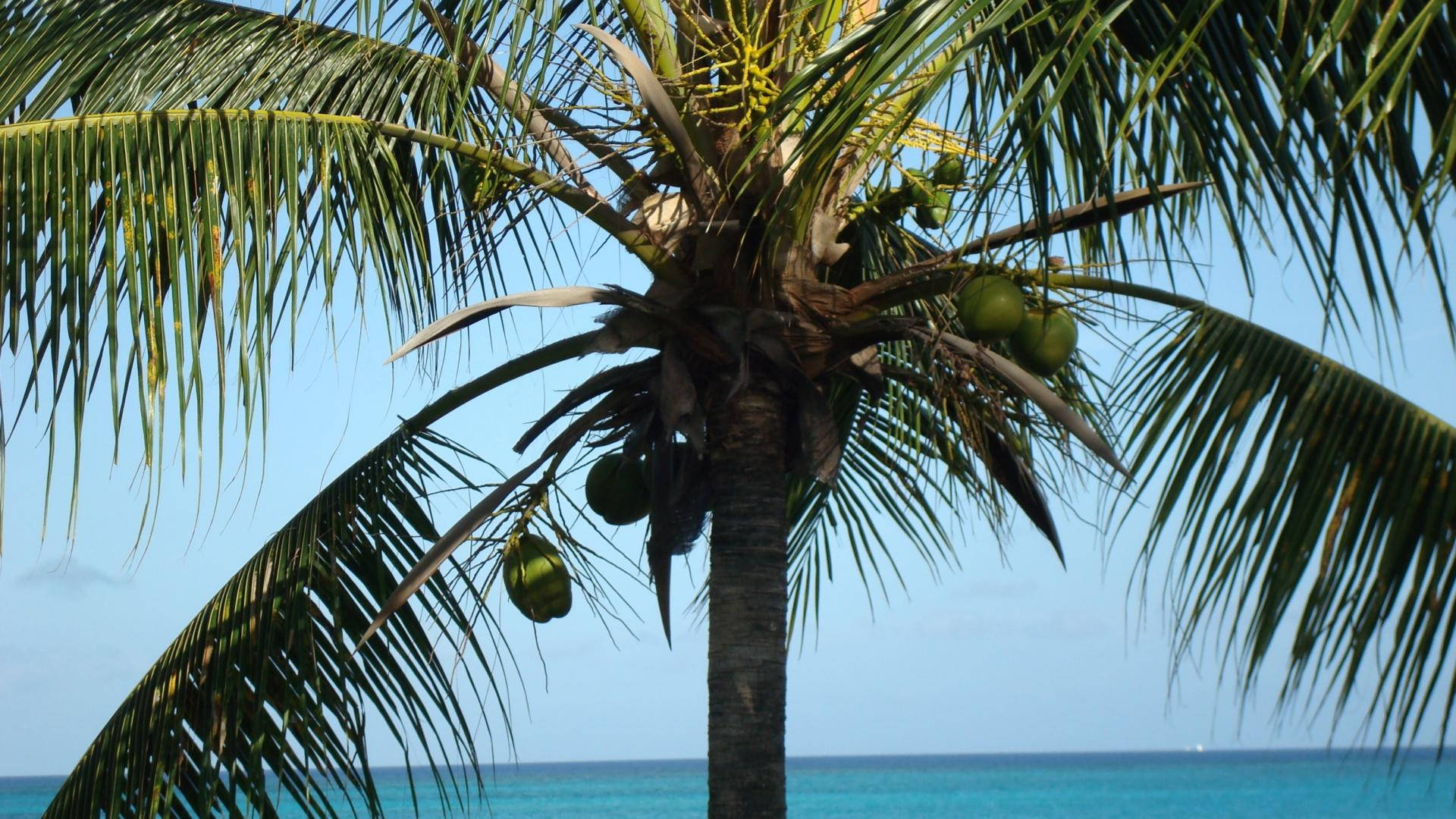 Turksund Caicosinseln Kokospalme Wallpaper