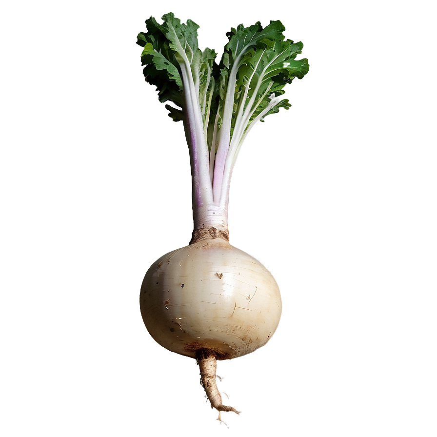 Turnip Root Png 06252024 PNG