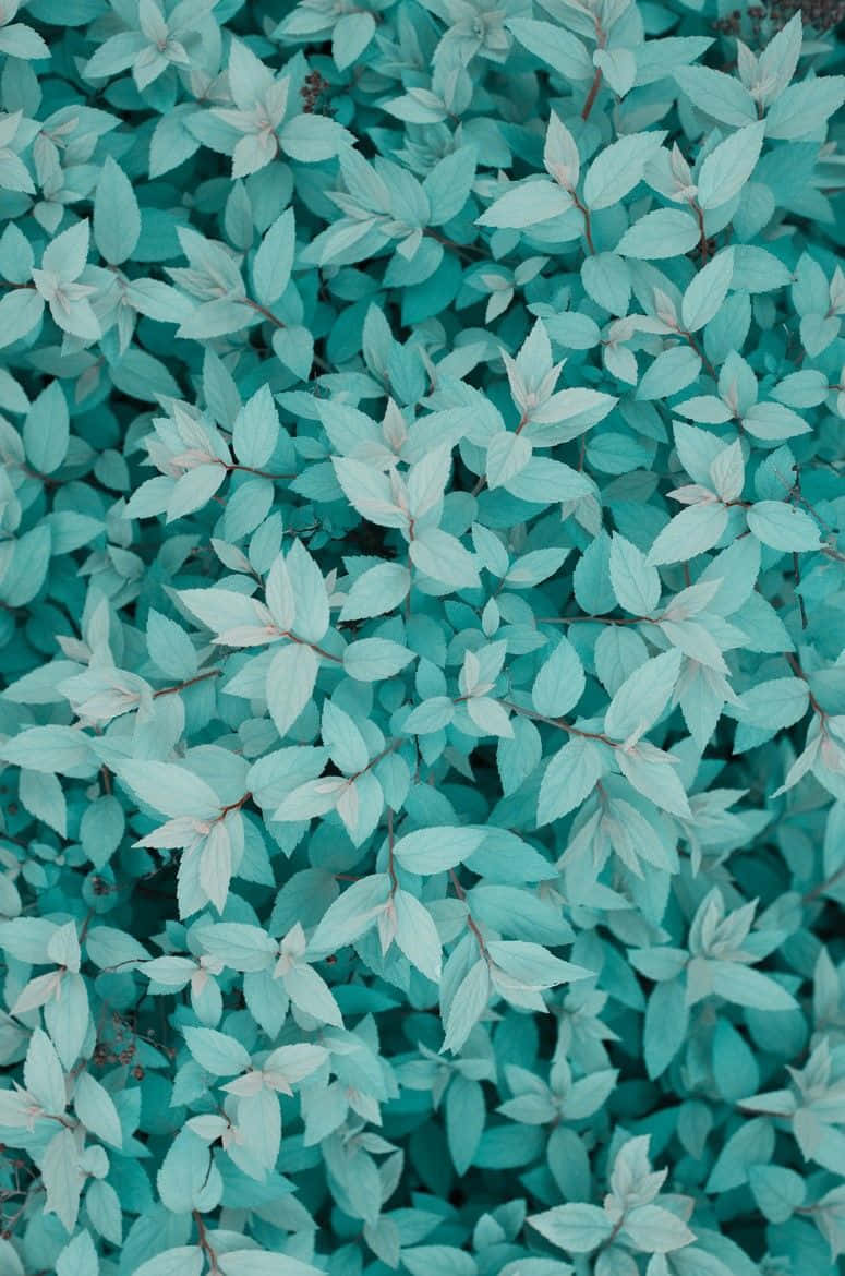 Feel the calming power of tranquil turquoise. Wallpaper