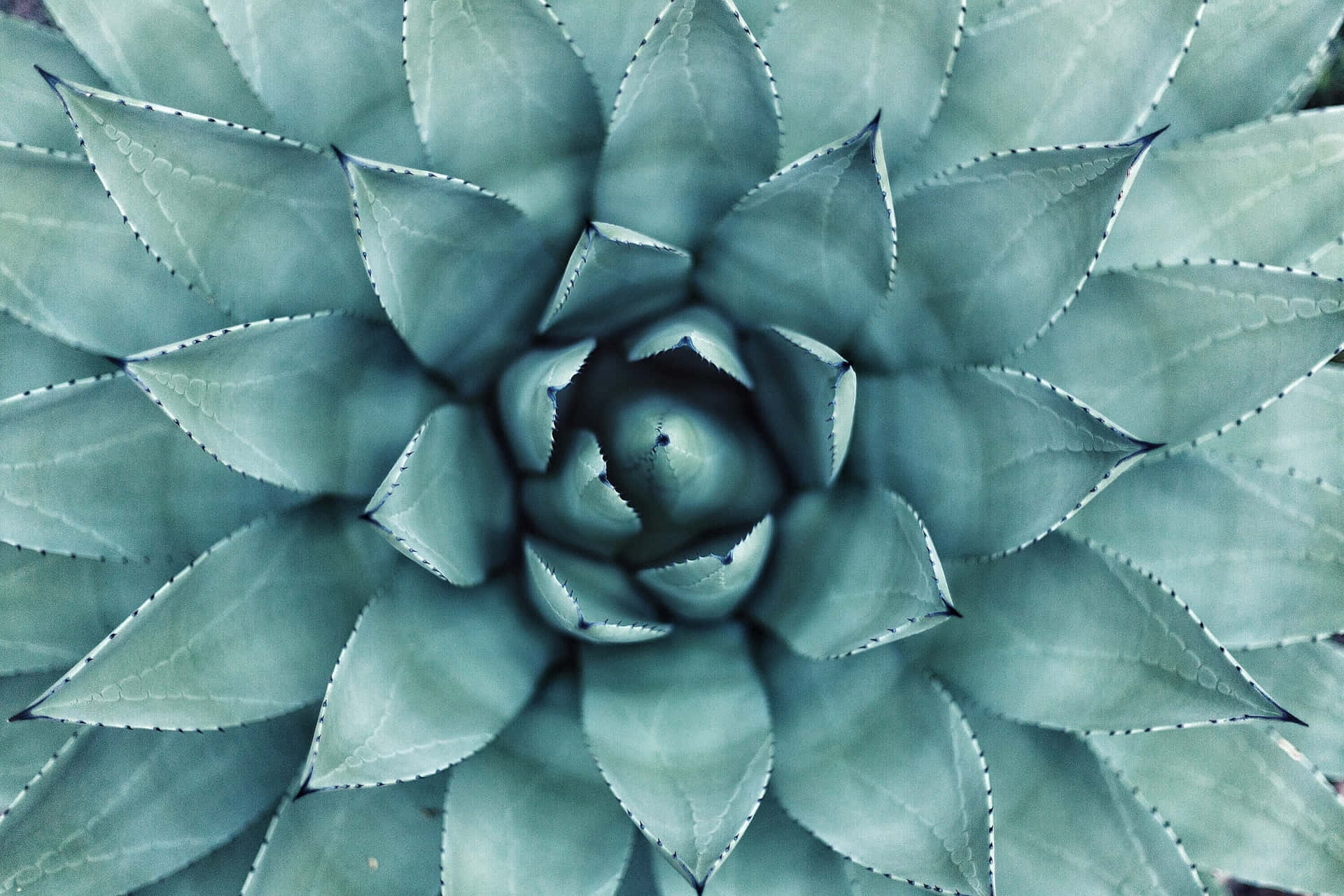Ettæt Billede Af En Blå Agave Plante.