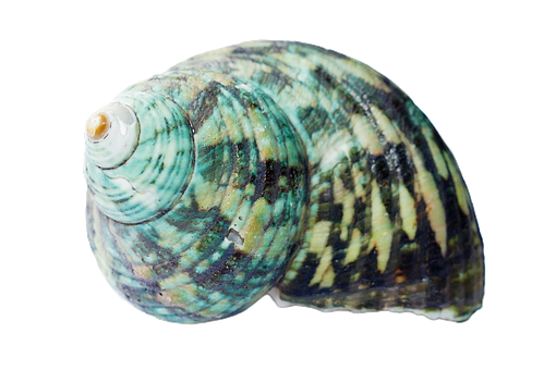 Turquoise Patterned Seashell PNG