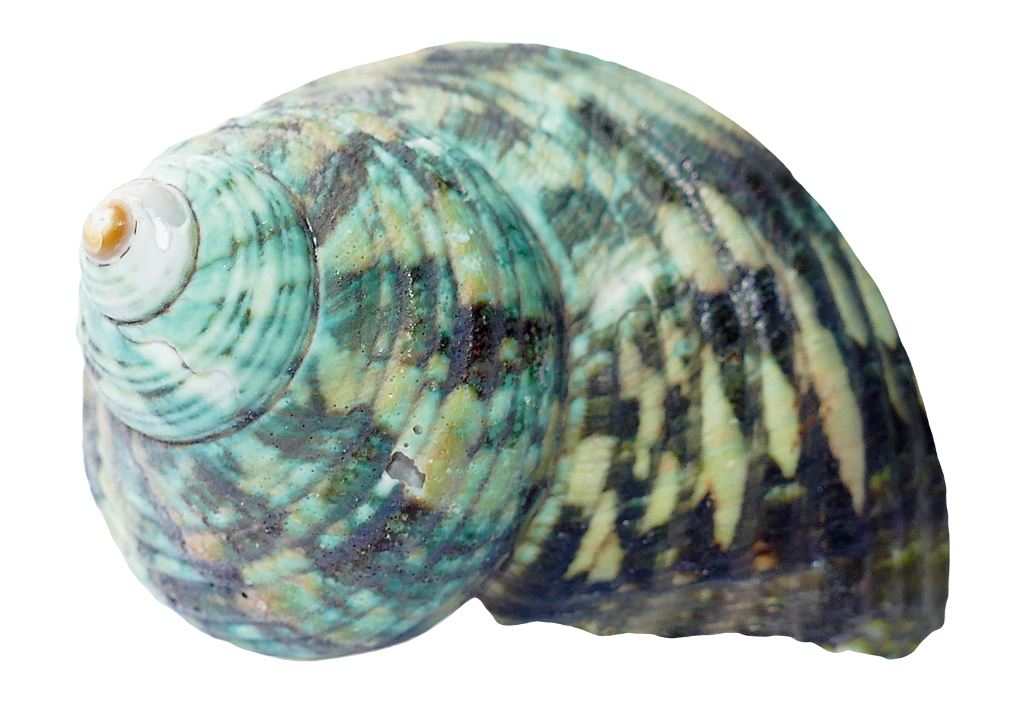 Turquoise Patterned Seashell PNG