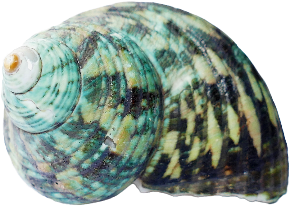 Turquoise Patterned Seashell PNG