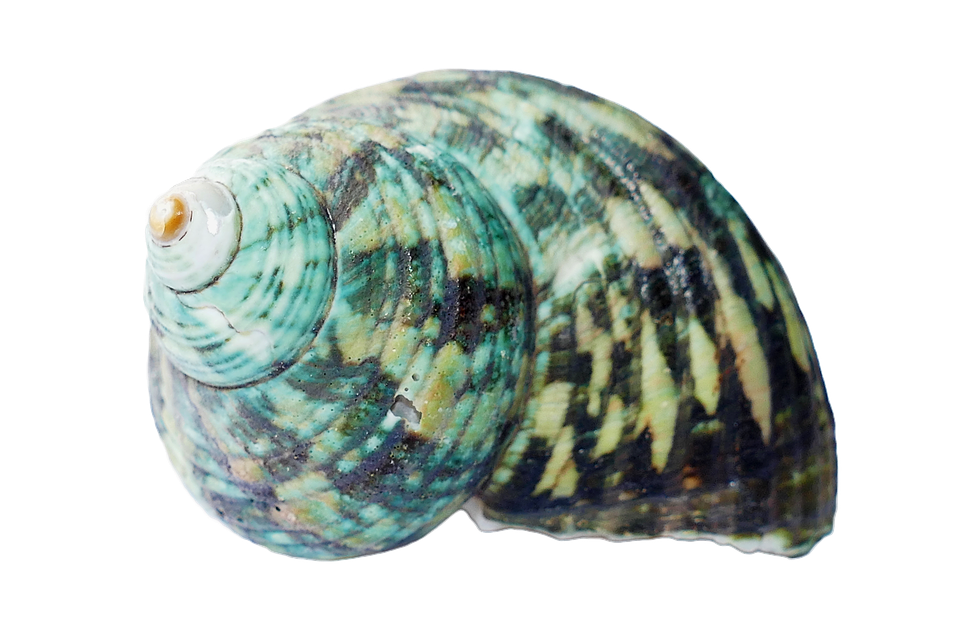 Turquoise Seashell Isolated Background PNG